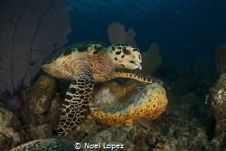 turtle feeding on sponge, nikon D800E, tokina lens 10-17m... by Noel Lopez 